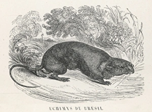 Arboreal Gallery: Arboreal Spiny Rat