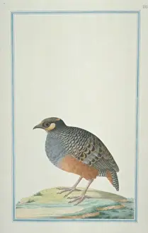 Loten Prints: Arboricola javanica, Javan partridge