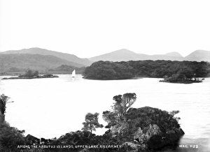 Arbutus Gallery: Among the Arbutus Islands, Upper Lake, Killarney