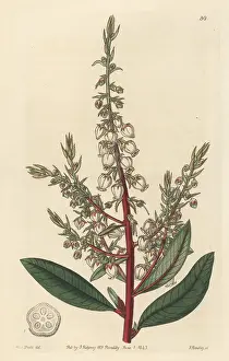 Guatemala Prints: Arbutus-like gritberry, Comarostaphylis arbutoides