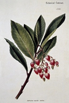 Arbutus Gallery: Arbutus unedo rubra 123, strawberry tree