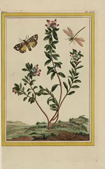 Alpes Collection: Arbutus unedo, strawberry tree