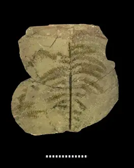 Paul Kenrick Prints: Archaeopteris hibernica, fossilised tree