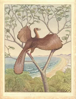 Extinct Gallery: Archaeopteryx