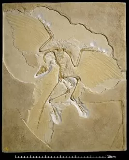 Bipedal Collection: Archaeopteryx [Berlin specimen]
