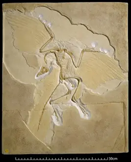 Cast Prints: Archaeopteryx [Berlin specimen]
