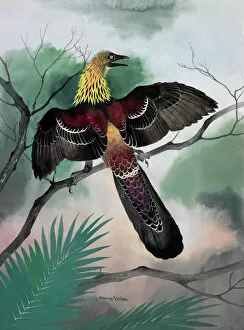 Prehistory Gallery: Archaeopteryx - bird-like dinosaur