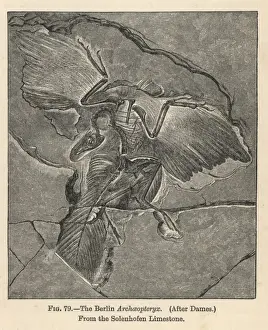 Paleontology Prints: Archaeopteryx lithographica, Berlin specimen