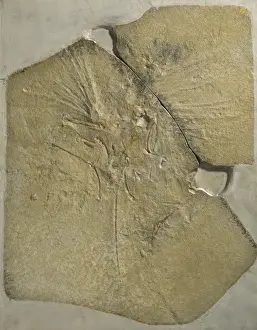 Archaeopteryx lithographica [London specimen]