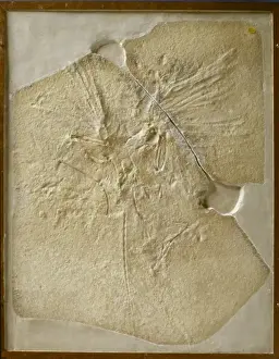 Archaeopteryx lithographica [London specimen]