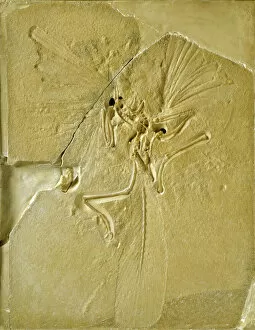 Dinosauria Collection: Archaeopteryx lithographica [London specimen]