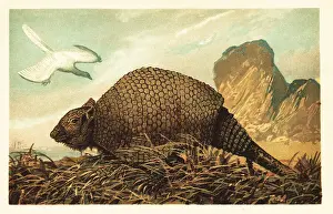 Glyptodont Prints: Archaeopteryx lithographica and Panochthus tuberculatus