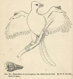Paleontology Prints: Archaeopteryx lithographica, restoration by WP Pycraft