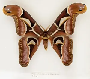 Archaeroattacus edwardsii, Indian silk moth