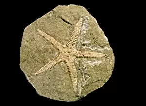 Archastropecten cotteswoldiae, starfish