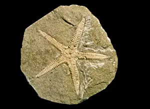Echinodermata Prints: Archastropecten cotteswoldiae, starfish