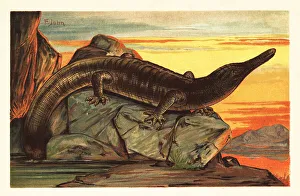 Archegosaurus decheni basking on a rock