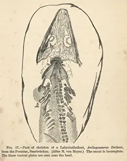 Archegosaurus decheni skeleton