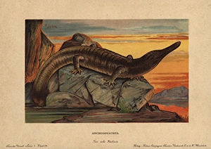 Tiere Gallery: Archegosaurus, extinct genus of temnospondyl