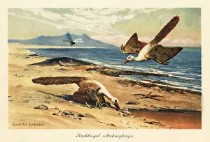 Late Jurassic Prints: Two Archeopteryx foraging on the shore