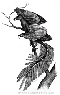 Images Dated 25th July 2017: Archeopteryx / Reconstruc