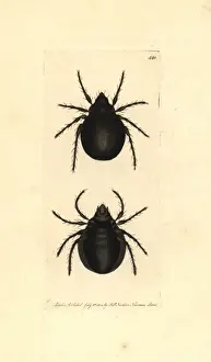 Archipteria coleoptrata mite