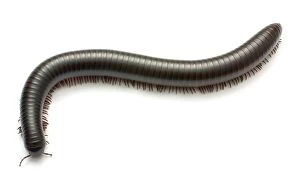 African Giant Black Millipede Gallery: Archispirostreptus gigas, African giant black millipede