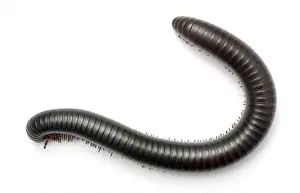 Archispirostreptus gigas, African giant black millipede