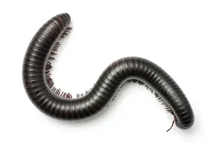 Archispirostreptus gigas, African giant black millipede