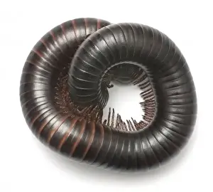 Archispirostreptus gigas, African giant black millipede
