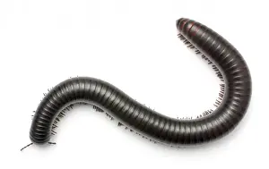 Archispirostreptus gigas, African giant black millipede