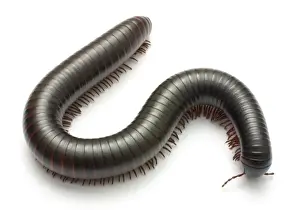 Archispirostreptus gigas, African giant black millipede