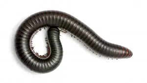 Archispirostreptus gigas, African giant black millipede