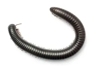 Archispirostreptus gigas, African giant black millipede