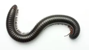 Archispirostreptus gigas, African giant black millipede