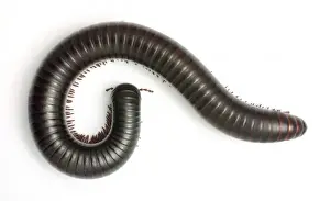 Archispirostreptus gigas, African giant black millipede