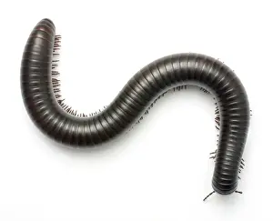 Archispirostreptus gigas, African giant black millipede