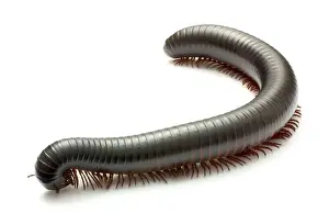 Archispirostreptus gigas, African giant black millipede