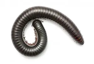 Archispirostreptus gigas, African giant black millipede