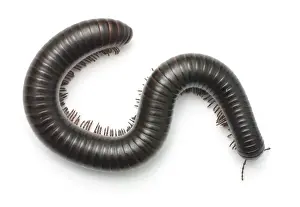 Archispirostreptus gigas, African giant black millipede