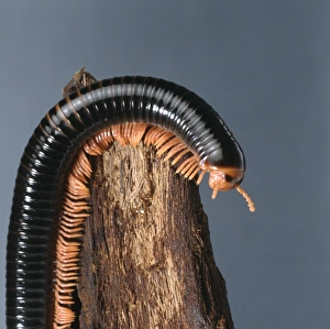 Archispirostreptus Gallery: Archispirostreptus spp, giant millipede