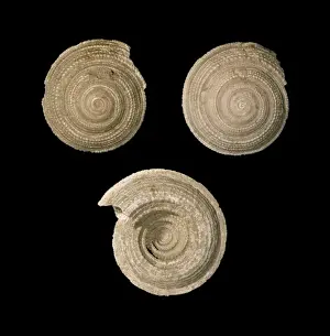 Spiral Prints: Architectonica sp. sundial shell