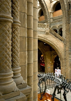 Architectural view of main hall at the Natural History Museu Architectural view of main hall at the Natural History Museu
