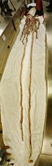 Architeuthidae Gallery: Architeuthis dux Steenstrup, 1857, squid