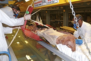 Architeuthidae Gallery: Architeutis dux, giant squid