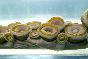 FISH TANK