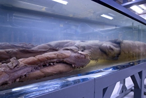 FISH TANK