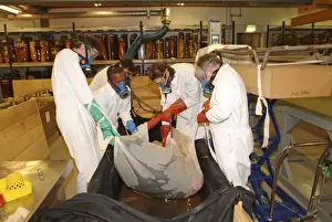Architeutis dux, giant squid