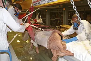 Architeutis dux, giant squid