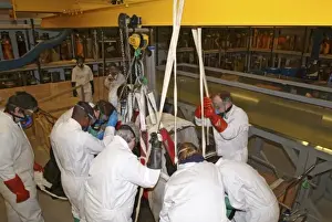 Architeutis dux, giant squid